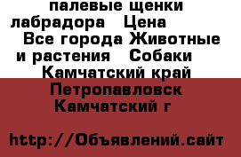 палевые щенки лабрадора › Цена ­ 30 000 - Все города Животные и растения » Собаки   . Камчатский край,Петропавловск-Камчатский г.